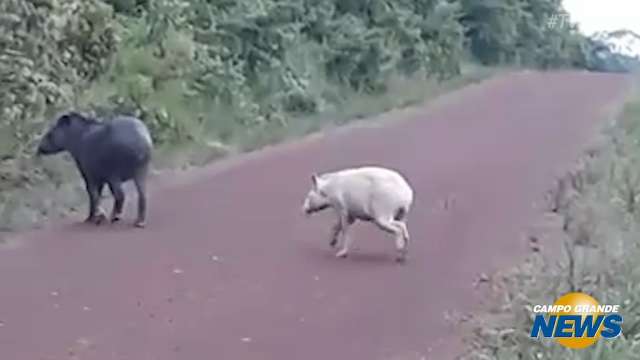 Anta branca é vista andando em fazenda perto de Caracol