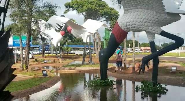 Quatro anos depois, tuiuiús do Aeroporto voltam à beleza original