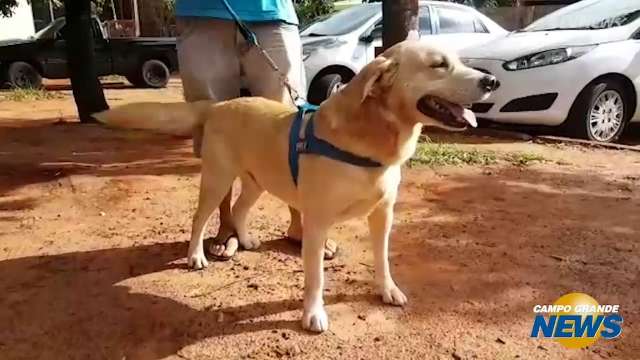 Resgatado na rua por policiais civis, labrador Marley passa noite em delegacia