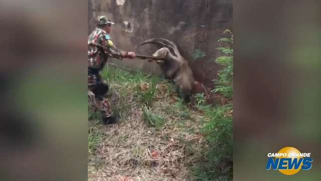 Tamanduá bandeira invade quintal no Chácara Cachoeira