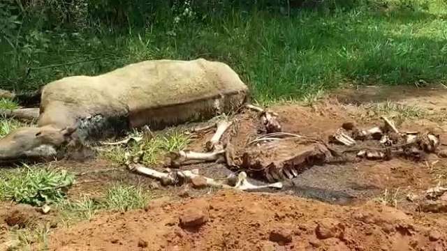 Polícia encontra cova com cavalos mortos em haras