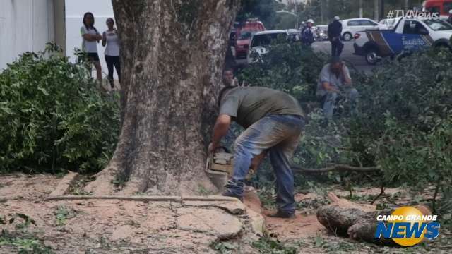 Corte de árvore bloqueia trecho da Pedro Celestino no Centro