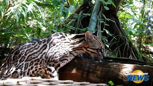 Durante tereré, biólogo tem encontro especial com jaguatirica