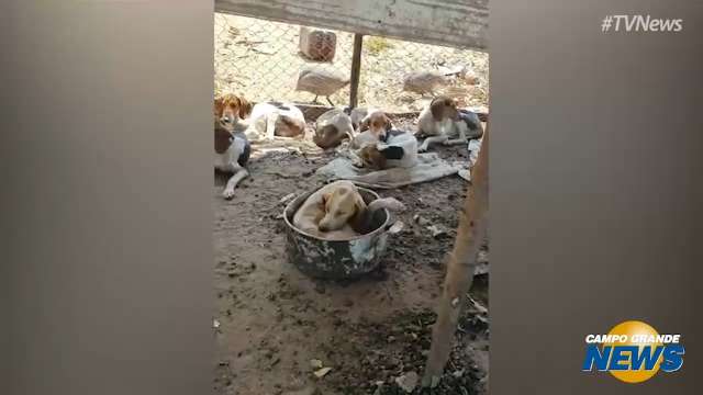 Vídeo de maus-tratos contra cães sensibilizou leitores na última semana