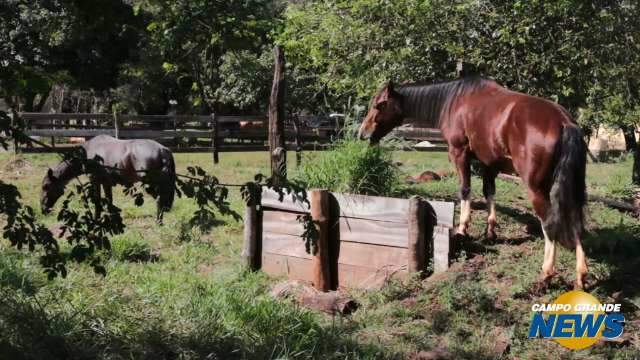 Famílias mostram prós e contras de quem vive em ranchos dentro da cidade