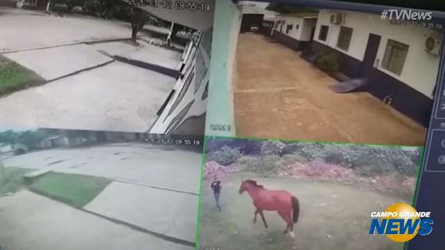 Cavalo que auxilia pacientes de equoterapia há doze anos é furtado em Corumbá