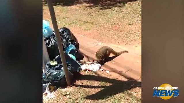 Lixo de condomínios é banquete para quatis no Parque dos Poderes