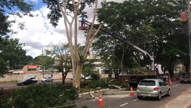 Retirada de árvore em risco de queda vai durar 3 dias na Ricardo Brandão