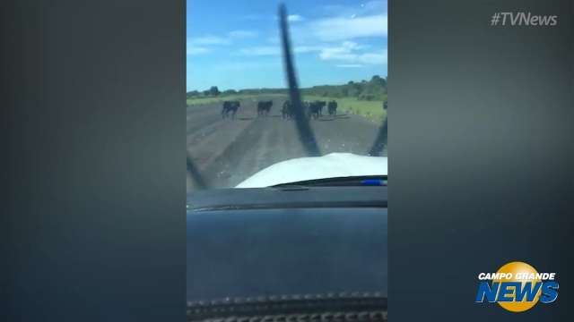 Piloto de avião flagra gado em meio a pista de aeroporto em MS