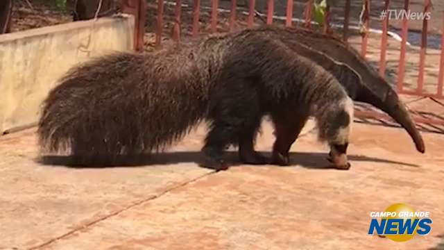 Tamanduá invade quintal e toma água em vasilha no município de Terenos