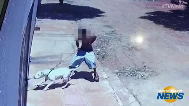 Pinscher tem pata arrancada após ataque de Pit Bull