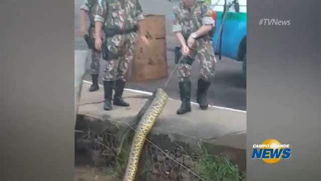 Resgate de sucuri encontrada morta no lago do Parque das Nações Indígenas