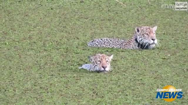 Durante safári, onça e filhotes são filmados em açude na Caiman