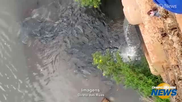 Vídeo mostra centenas de peixes mortos no Rio Anhanduí