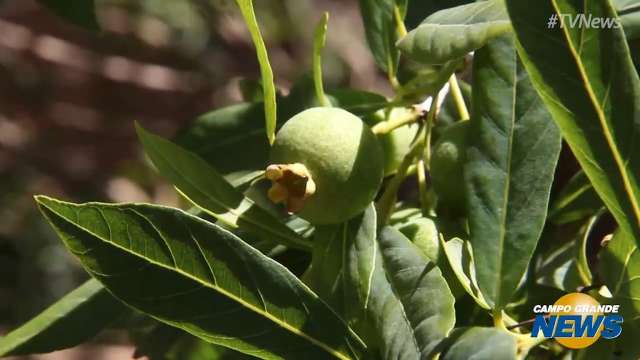 É tempo de guavira, fruta símbolo de MS que é rica em vitamina C