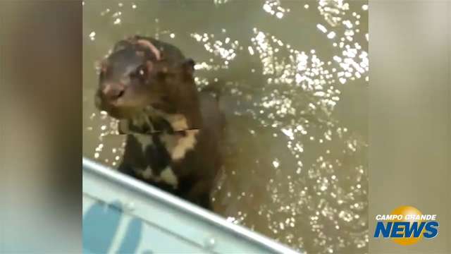 Policiais tentam capturar ariranha ferida no Pantanal