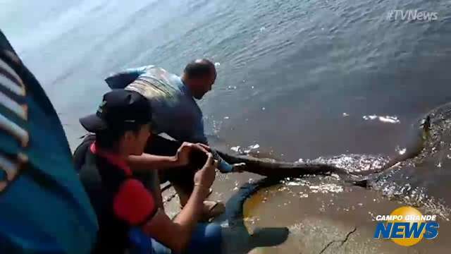 Grupo de pesca grava vídeo puxando sucuri pelo rabo no Pantanal