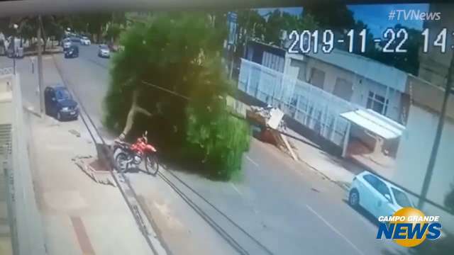 Queda de árvore em Rua no Amambaí assusta pedestre