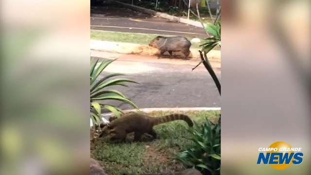 Em dia de ponto facultativo, cateto e quatis aproveitam o Parque dos Poderes