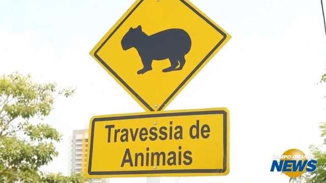 Para proteger bichos urbanos, projeto espalha placas de travessia pela Capital