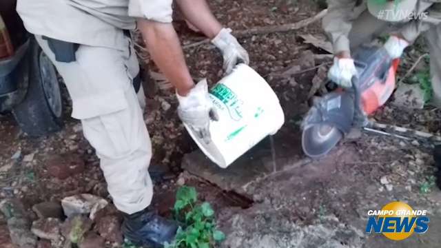 Bombeiros resgatam filhotes de cachorrinhos