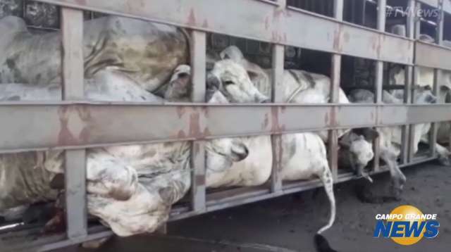 Caminhão com boiada tomba e &#34;fila&#34; se forma para &#34;carnear&#34; animais