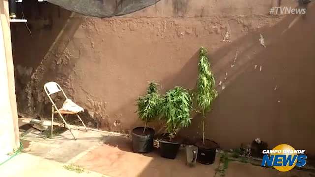 Denar fecha laboratório que cultivava maconha no Bairro Piratininga