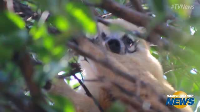 Quati assusta moradores e dá baile em equipe para não ser capturado