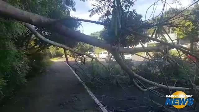 Galho de árvore cai e bloqueia pista de caminhada e ciclovia