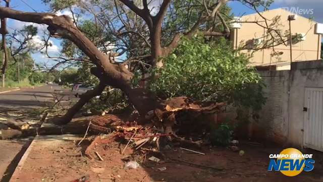 &#34;Do nada”, árvore de 10 metros cai sobre veículo na Capital