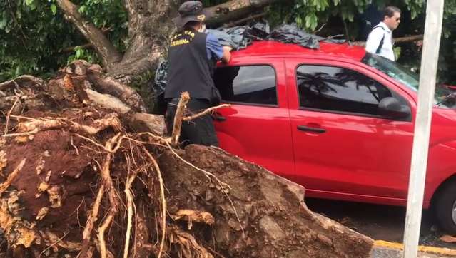 Chuva rápida faz estrago e derruba árvore em viatura descaracterizada