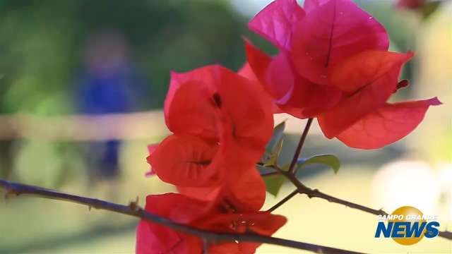 Primavera começa e vai trazer beleza, calor e tempo seco