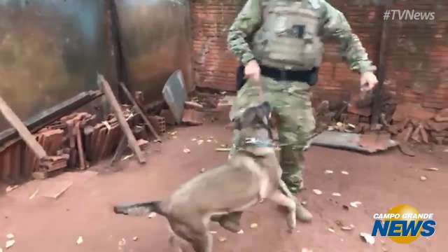 Cães farejadores foram usados durante as buscas da operação