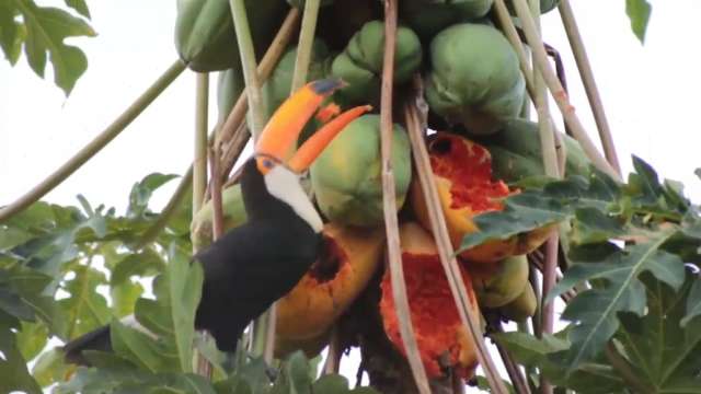 Jacaré na cidade? Tem sim senhor! E tem tucano, capivara, arara...