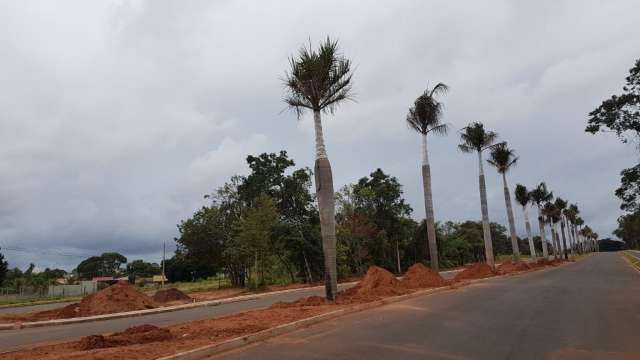 Com palmeiras replantadas, novo acesso ao Parque dos Poderes ganha cara nova