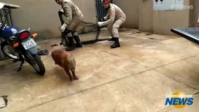 Capivara dá baile em militares do Corpo de Bombeiros até ser capturada