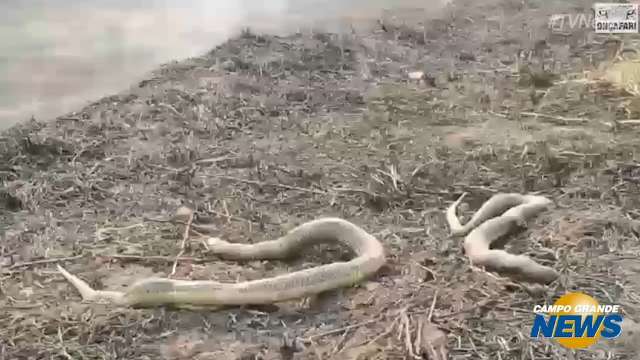 Vídeo postado pelo Projeto Onçafari mostra área devastada pelo fogo no Pantanal