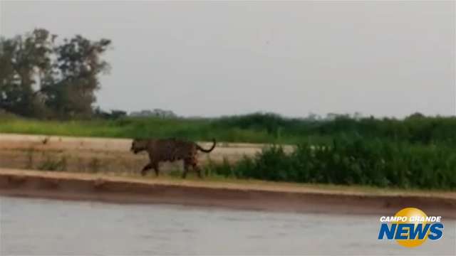 Onça pintada anda tranquila às margens de rio no Pantanal