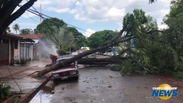 Efeito dominó: chuva derruba árvore, poste vai junto e cano estoura