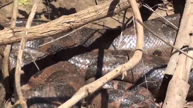 Vida selvagem: pescadores flagram passeio de sucuri no rio Miranda