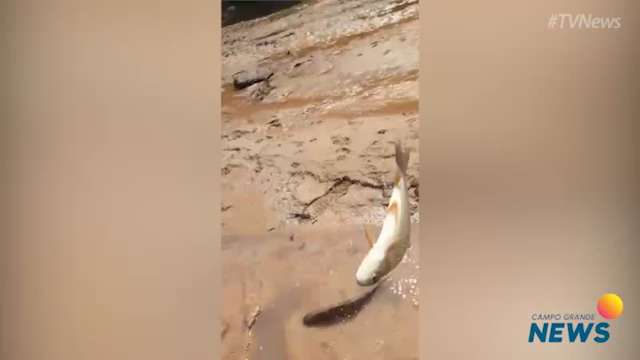 Peixes mortos no Rio Correntes, em Sonora