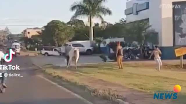 Vídeo de vaca correndo por avenida de Camapuã vai parar no TikTok