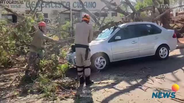 Árvore cai em carro estacionado no Nova Bahia