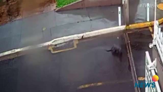 Leitores flagraram o animal saindo e entrando de bueiro