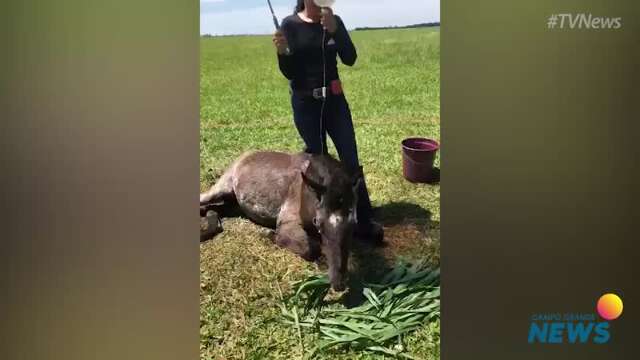 Égua resgatada recebendo atendimento de veterinária