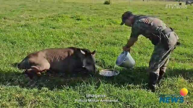 Anta de 270 kg é resgatada em Ivinhema após ser vítima de caçadores