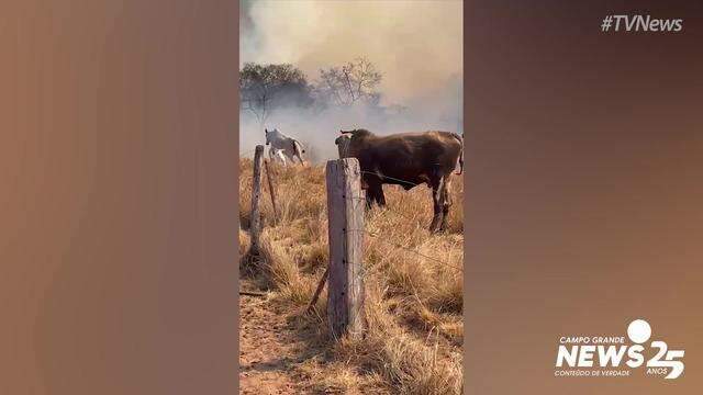 Animais fugindo do fogo em vegetação de Sonora