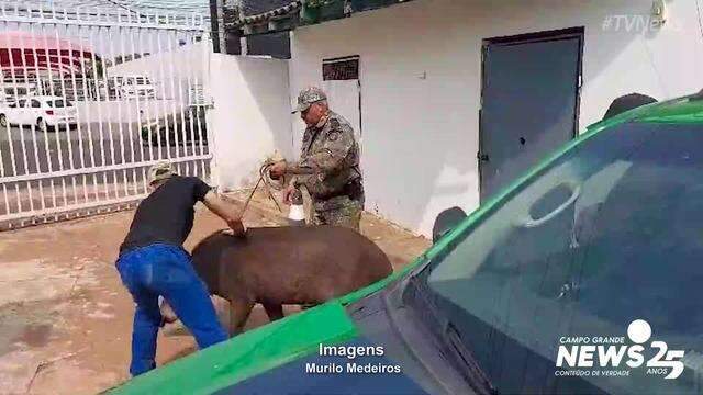 PMA resgata anta em escola de Campo Grande