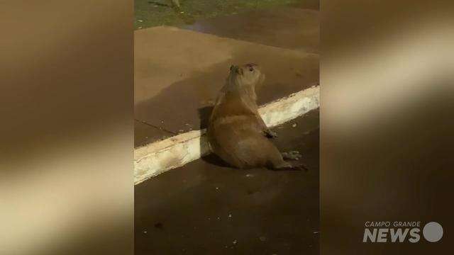 Capivara agoniza após ser atropelada na Afonso Pena