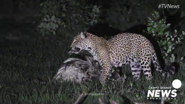 Fotógrafo registra onça se alimentando de ave no Pantanal